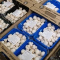 Во «ВкусВилл» «НГК Кашира» поставляет шампиньоны в&nbsp;фасовке 250 и&nbsp;400 грамм, грибы для&nbsp;фаршировки, шампиньоны мини и&nbsp;королевские шампиньоны