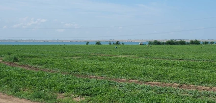 Как выращивают оранжевые, жёлтые, красные арбузы