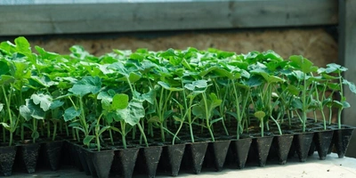 Как выращивают оранжевые, жёлтые, красные арбузы