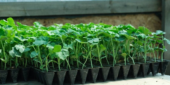 Как выращивают оранжевые, жёлтые, красные арбузы