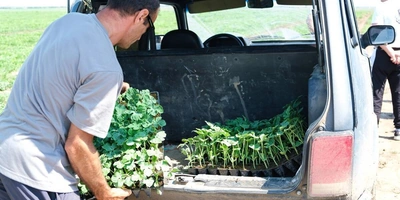 Как выращивают оранжевые, жёлтые, красные арбузы