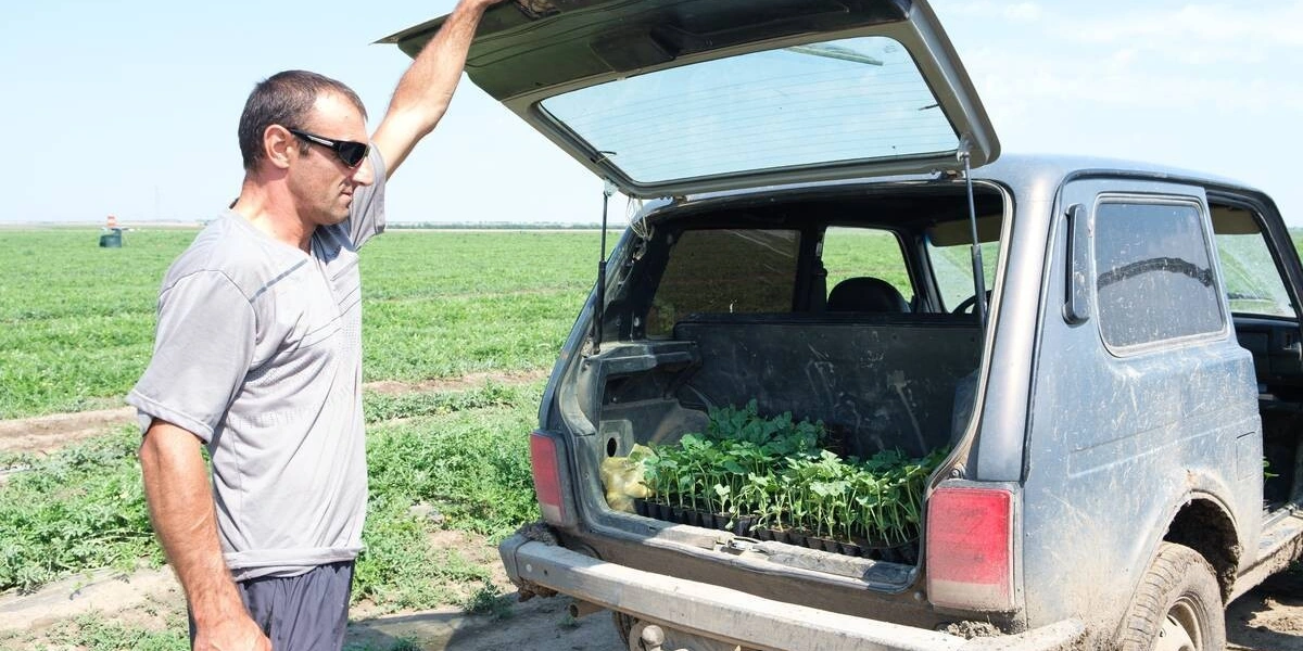 Как выращивают оранжевые, жёлтые, красные арбузы