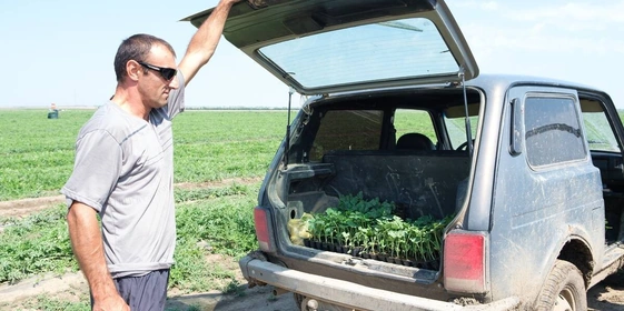 Как выращивают оранжевые, жёлтые, красные арбузы