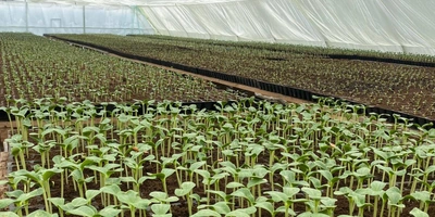 Как выращивают оранжевые, жёлтые, красные арбузы