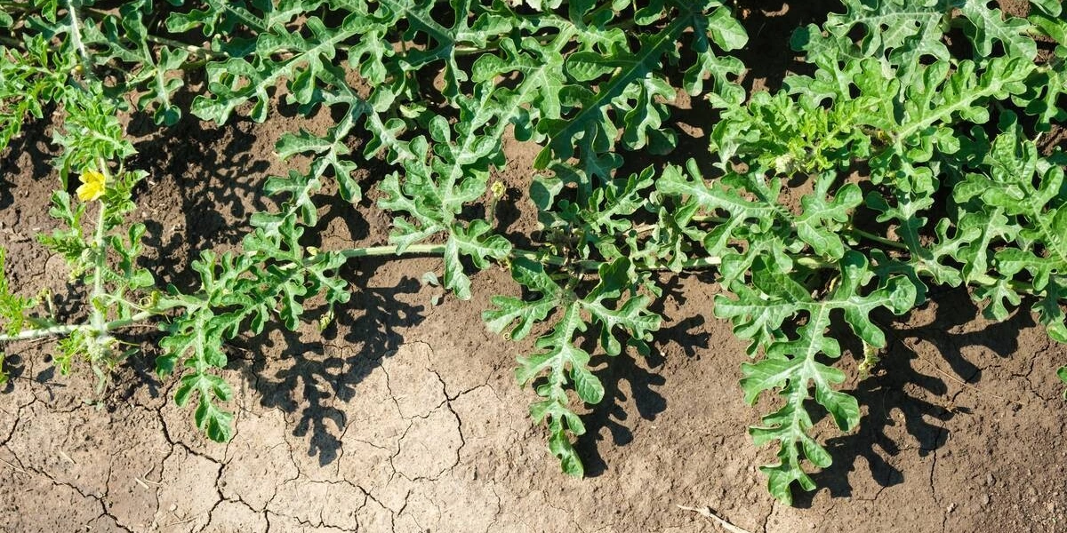 Как выращивают оранжевые, жёлтые, красные арбузы