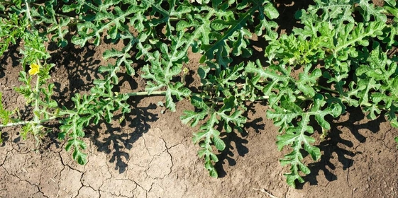 Как выращивают оранжевые, жёлтые, красные арбузы