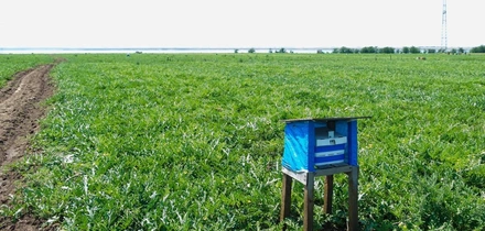 Как выращивают оранжевые, жёлтые, красные арбузы