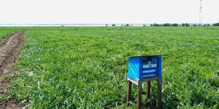 Как выращивают оранжевые, жёлтые, красные арбузы