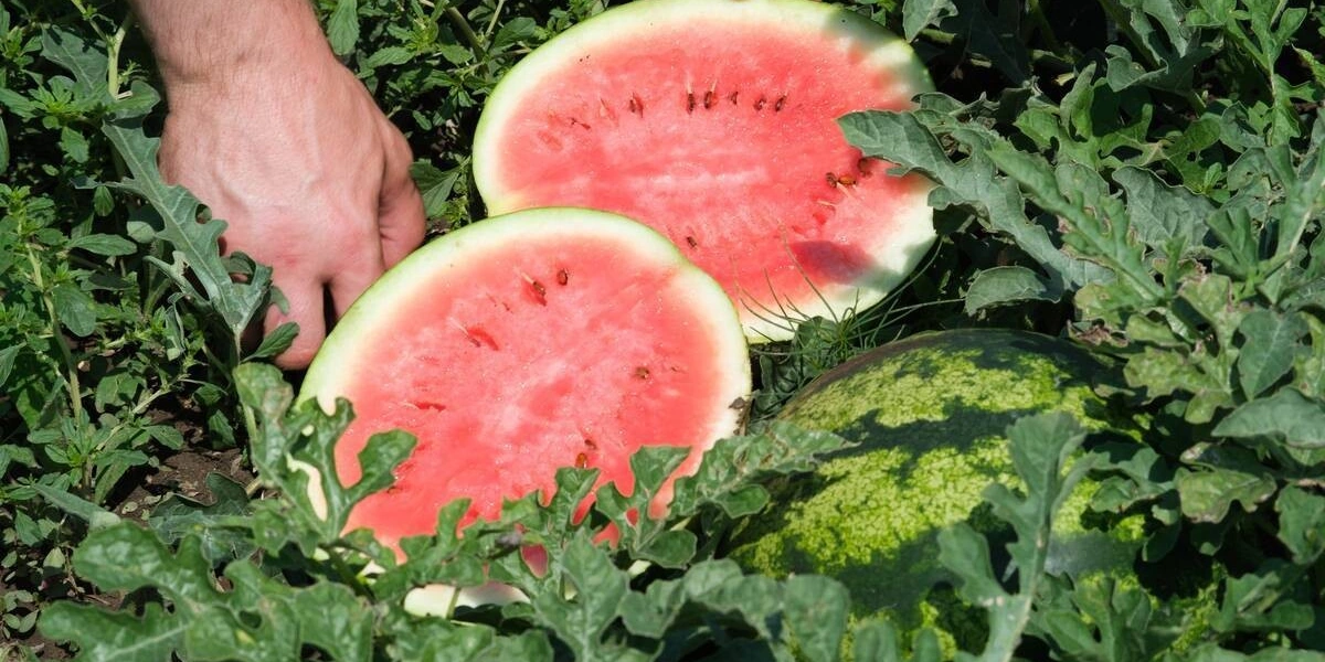 Как выращивают оранжевые, жёлтые, красные арбузы