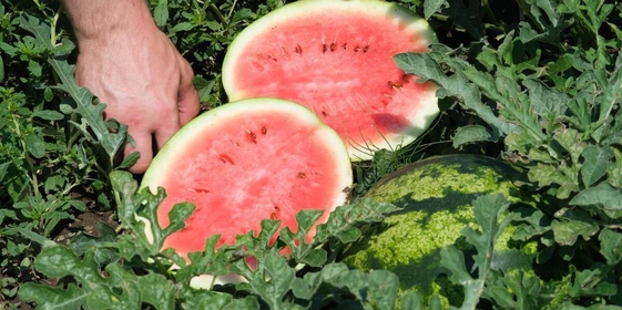 Как выращивают оранжевые, жёлтые, красные арбузы