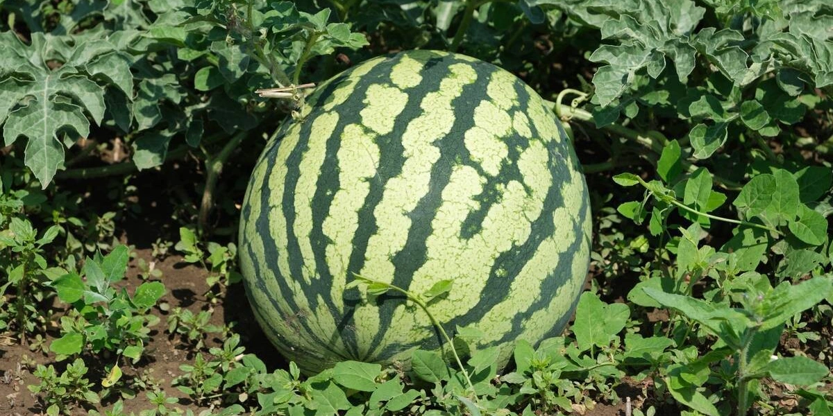 Как выращивают оранжевые, жёлтые, красные арбузы