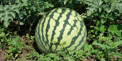 Как выращивают оранжевые, жёлтые, красные арбузы