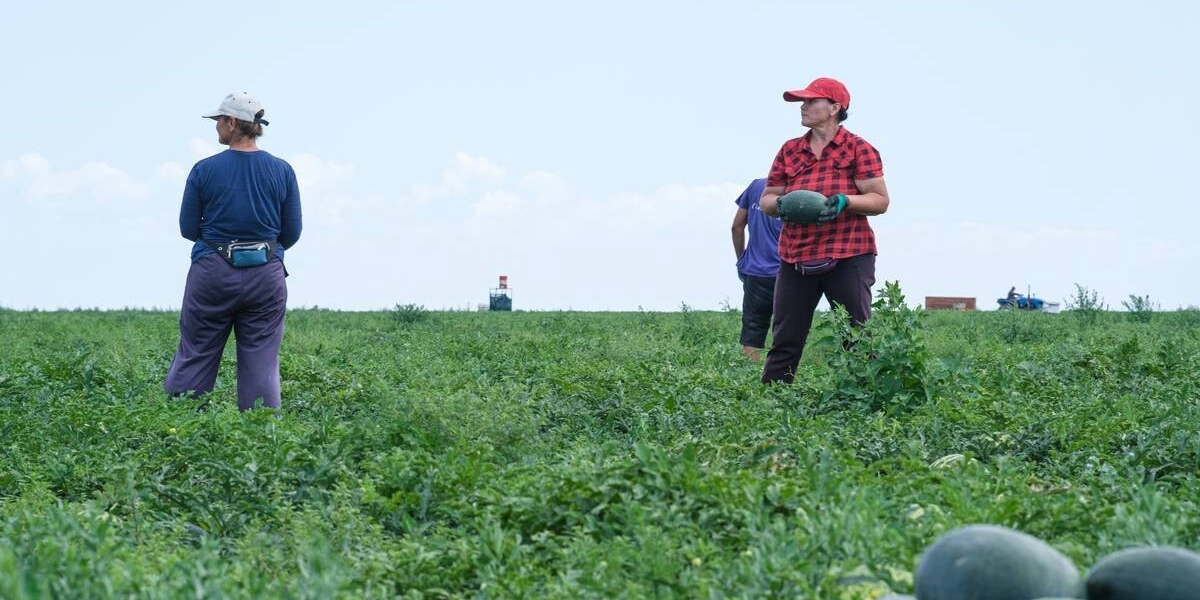 Как выращивают оранжевые, жёлтые, красные арбузы