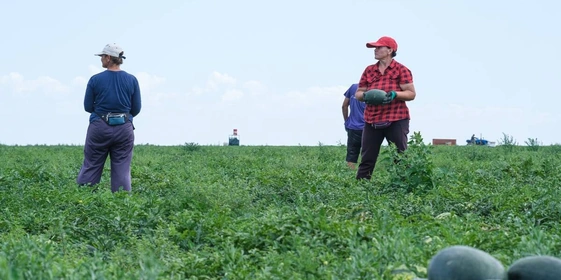 Как выращивают оранжевые, жёлтые, красные арбузы