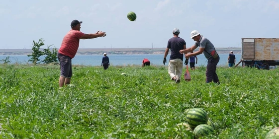 Как выращивают оранжевые, жёлтые, красные арбузы
