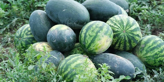 Как выращивают оранжевые, жёлтые, красные арбузы