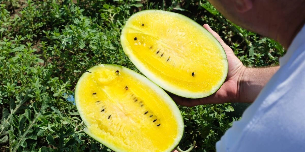 Как выращивают оранжевые, жёлтые, красные арбузы