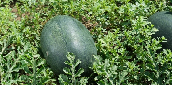 Как выращивают оранжевые, жёлтые, красные арбузы