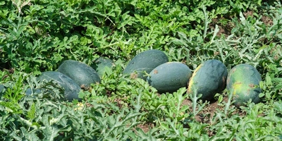 Как выращивают оранжевые, жёлтые, красные арбузы