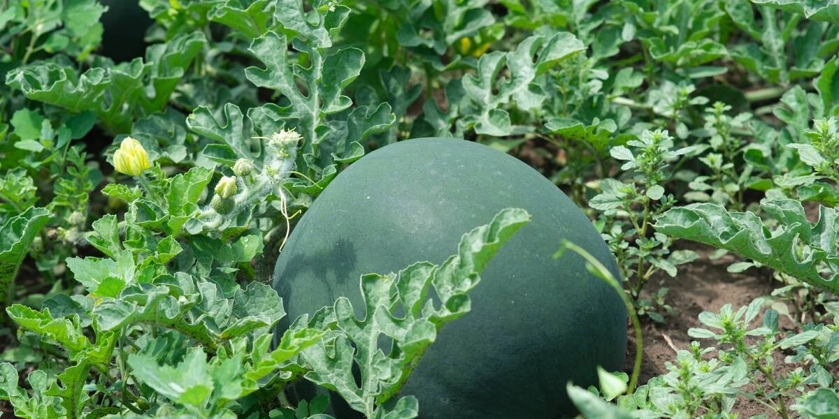 Как выращивают оранжевые, жёлтые, красные арбузы
