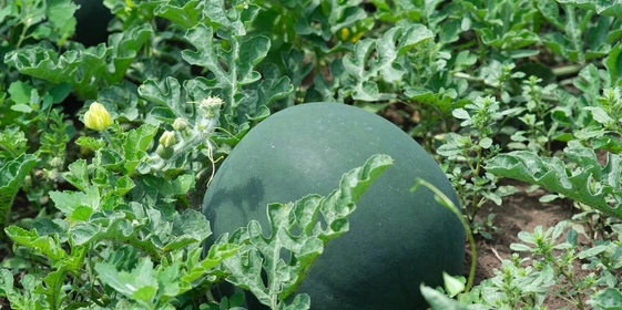 Как выращивают оранжевые, жёлтые, красные арбузы