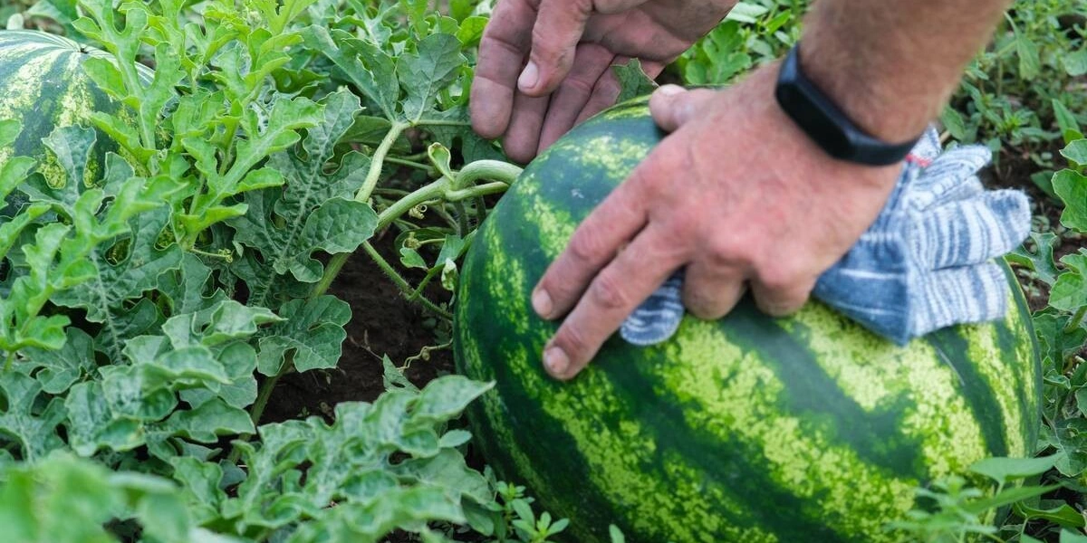 Как выращивают оранжевые, жёлтые, красные арбузы