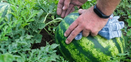 Как выращивают оранжевые, жёлтые, красные арбузы