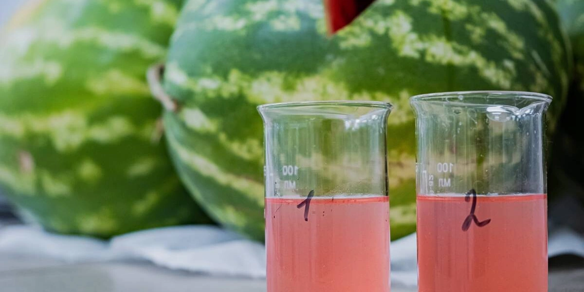 Как выращивают оранжевые, жёлтые, красные арбузы