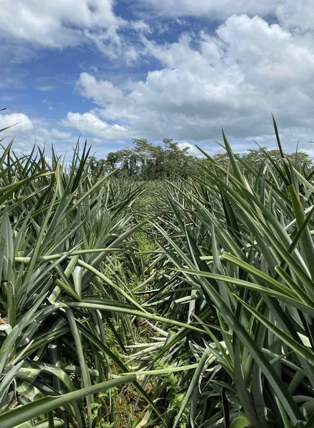 Какой ананас вкусный: выбираем сладкий фрукт