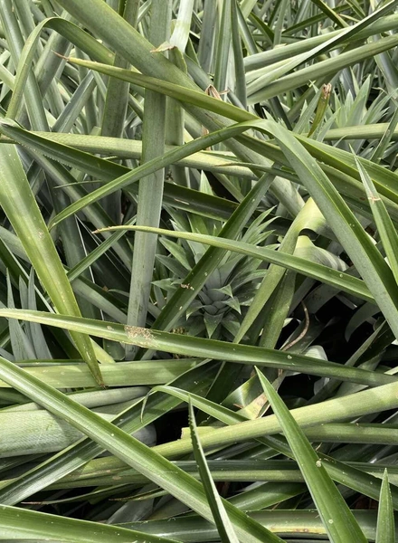 Какой ананас вкусный: выбираем сладкий фрукт