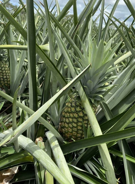 Какой ананас вкусный: выбираем сладкий фрукт