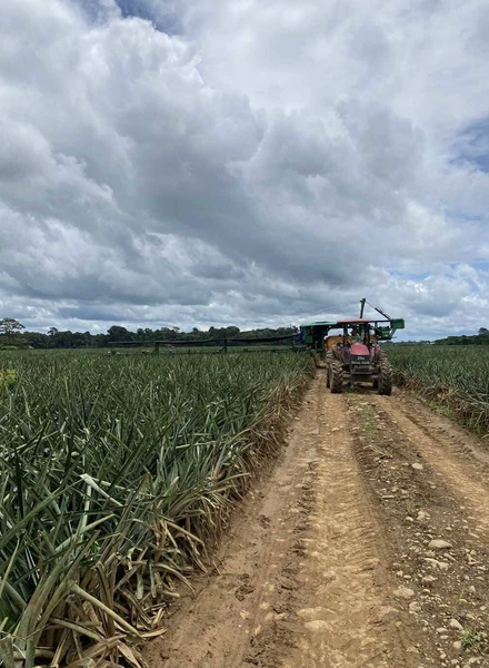 Ананасы срывают (а не срезают) недозрелыми, чтобы они могли преодолеть большой путь через океан к&nbsp;российским покупателям