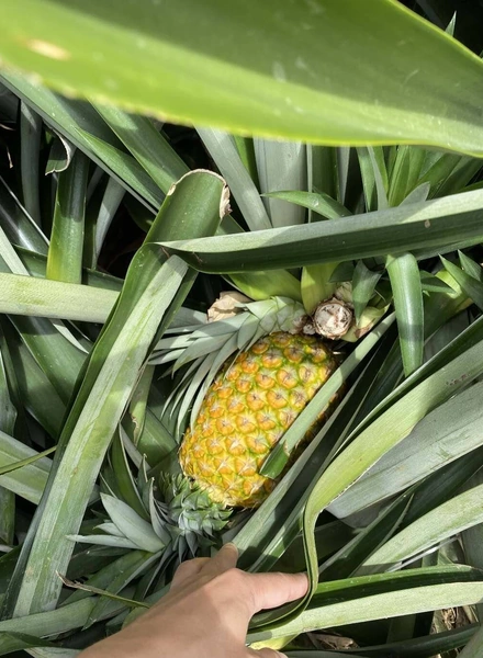 Какой ананас вкусный: выбираем сладкий фрукт