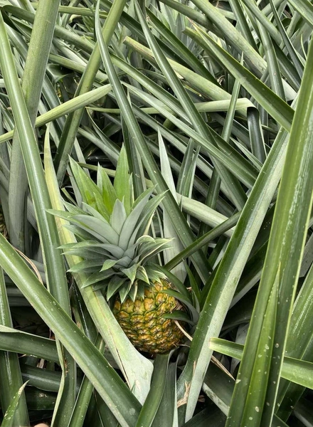 Какой ананас вкусный: выбираем сладкий фрукт