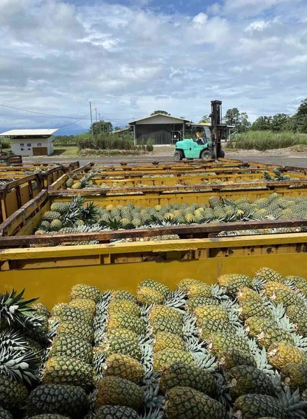 Какой ананас вкусный: выбираем сладкий фрукт