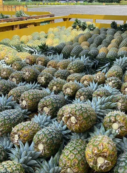 Какой ананас вкусный: выбираем сладкий фрукт