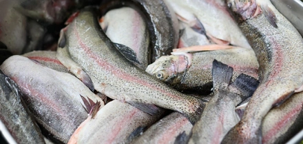 Как чистить креветки и&nbsp;при&nbsp;какой температуре хранить рыбу — рассказывает поставщик 