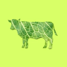 Чем заменить мясо вегану и&nbsp;вегетарианцу: продукты с&nbsp;высоким содержанием белка