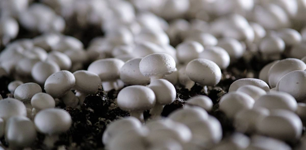 От мицелия до&nbsp;гриба: как выращивают шампиньоны