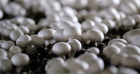 От мицелия до&nbsp;гриба: как выращивают шампиньоны