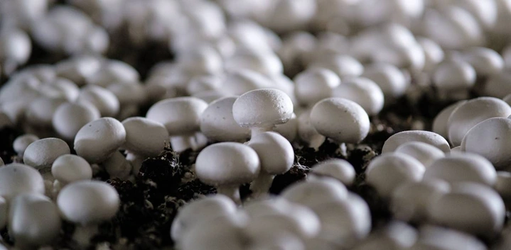 От мицелия до&nbsp;гриба: как выращивают шампиньоны