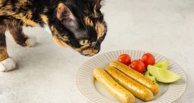 Хвостатое ПП: как правильно кормить питомцев. Говорят ветеринары и&nbsp;хозяева