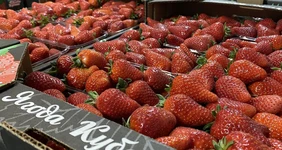 Как в&nbsp;Краснодарском крае выращивают клубнику для&nbsp;ВкусВилла