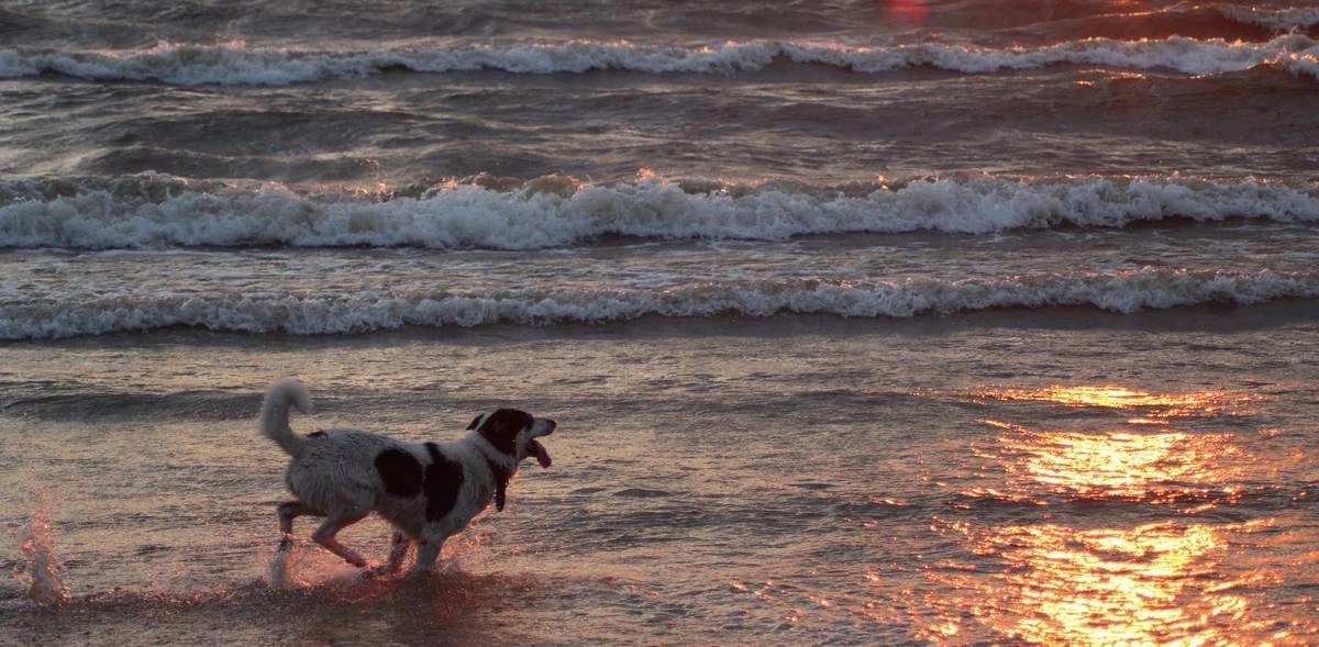Мифы о&nbsp;домашних животных: говорит зоопсихолог
