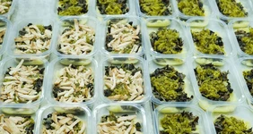 5 главных мифов о&nbsp;готовой кулинарии