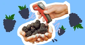 Как растёт наша ежевика