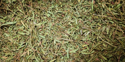 На фото эстрагон — основа для&nbsp;напитка «Тархун»