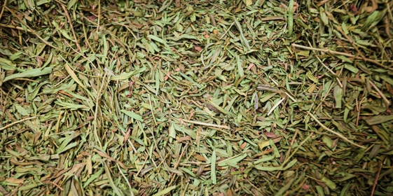 На фото эстрагон — основа для&nbsp;напитка «Тархун»