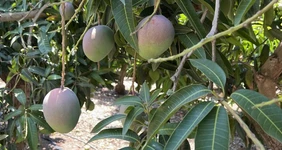 Как растёт манго: видео и&nbsp;фото из&nbsp;фруктовых садов в&nbsp;Израиле