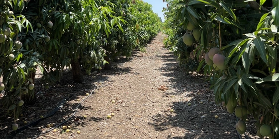 Как растёт манго: видео и&nbsp;фото из&nbsp;фруктовых садов в&nbsp;Израиле